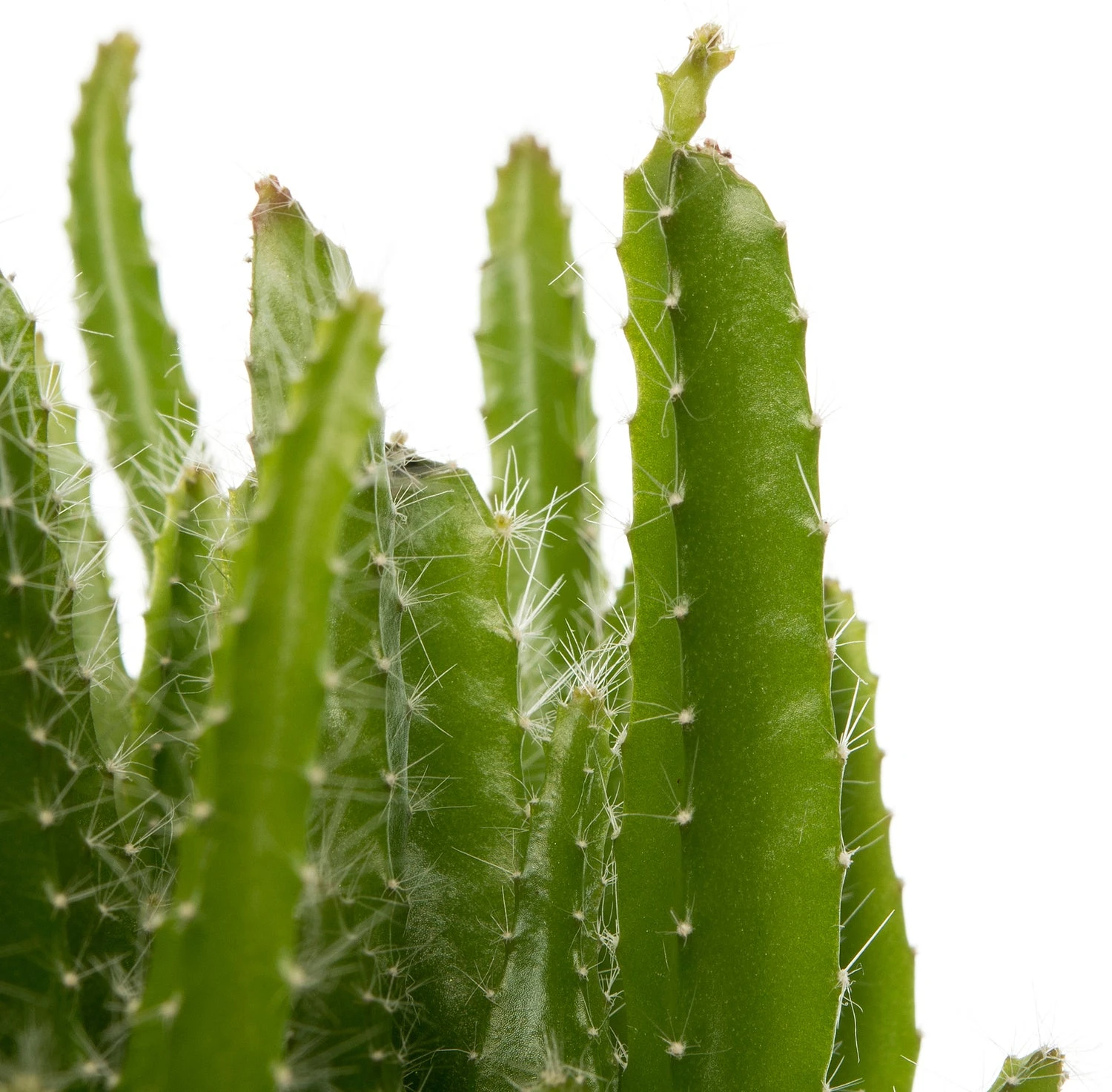 Drakenvrucht (Hylocereus Undatus) D 10,5 H 20 Cm 2 Drakenvrucht (Hylocereus Undatus) D 10,5 H 20 Cm - Afbeelding 2