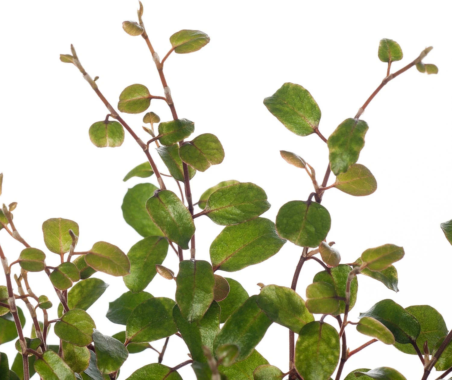 Muehlenbeckia (Muehlenbeckia Complexa 'Mao'ri') D 12 H 15 Cm 2 Muehlenbeckia (Muehlenbeckia Complexa 'Mao'ri') D 12 H 15 Cm - Afbeelding 2