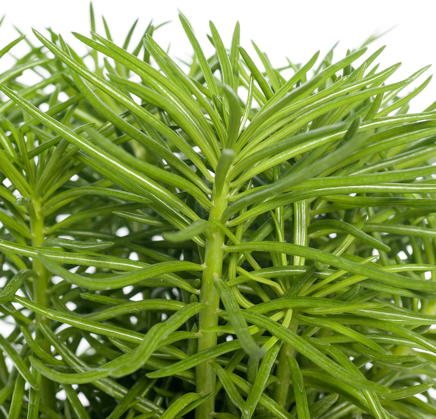 Kruiskruid (Senecio Archeri 'Himalaya') D 15 H 30 Cm 2 Kruiskruid (Senecio Archeri 'Himalaya') D 15 H 30 Cm - Afbeelding 2