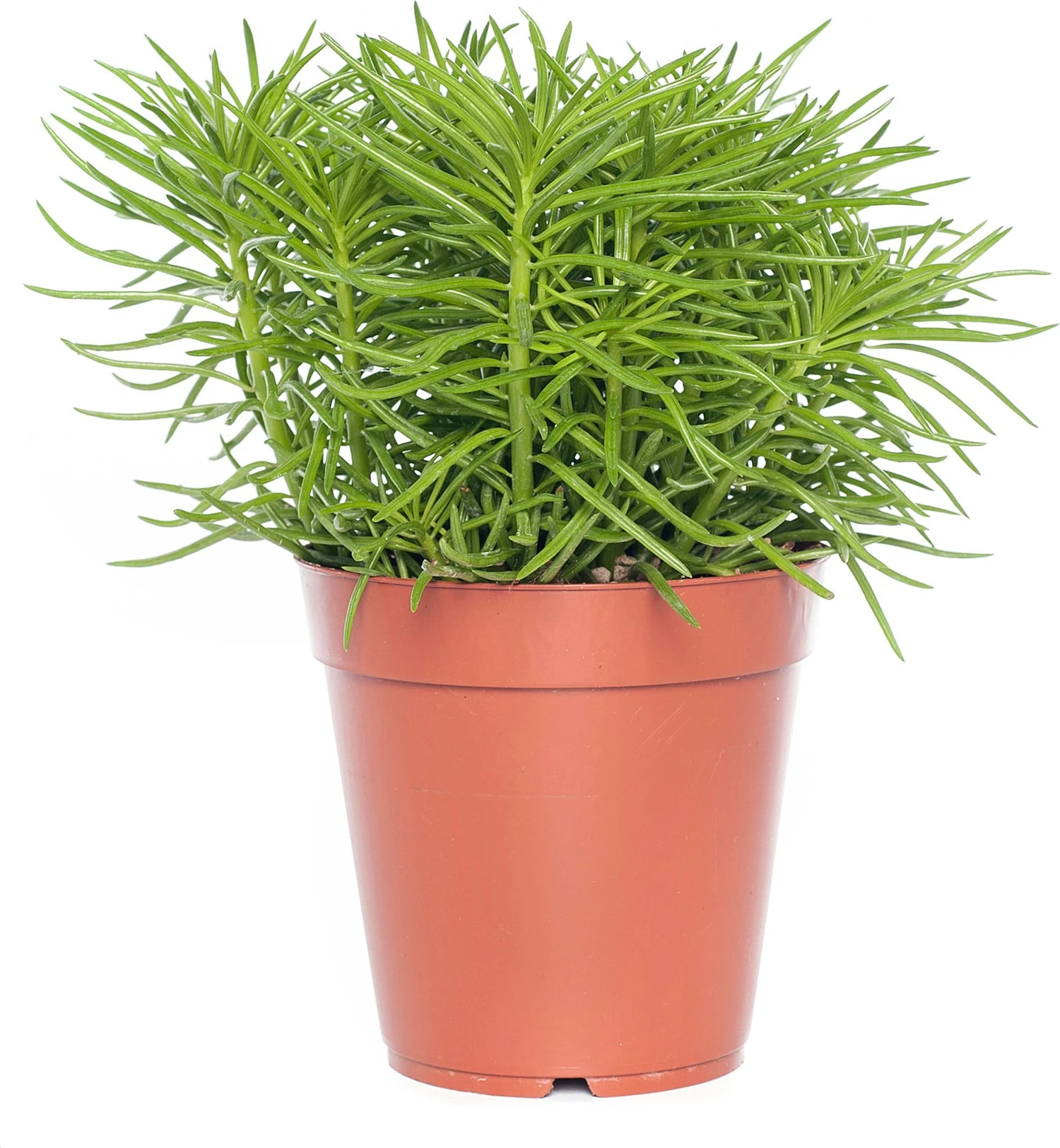 Kruiskruid (Senecio Archeri 'Himalaya') D 15 H 30 Cm 1 Kruiskruid (Senecio Archeri 'Himalaya') D 15 H 30 Cm