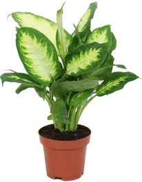 Dieffenbachia (Dieffenbachia 'Camilla') D 12 H 40 Cm