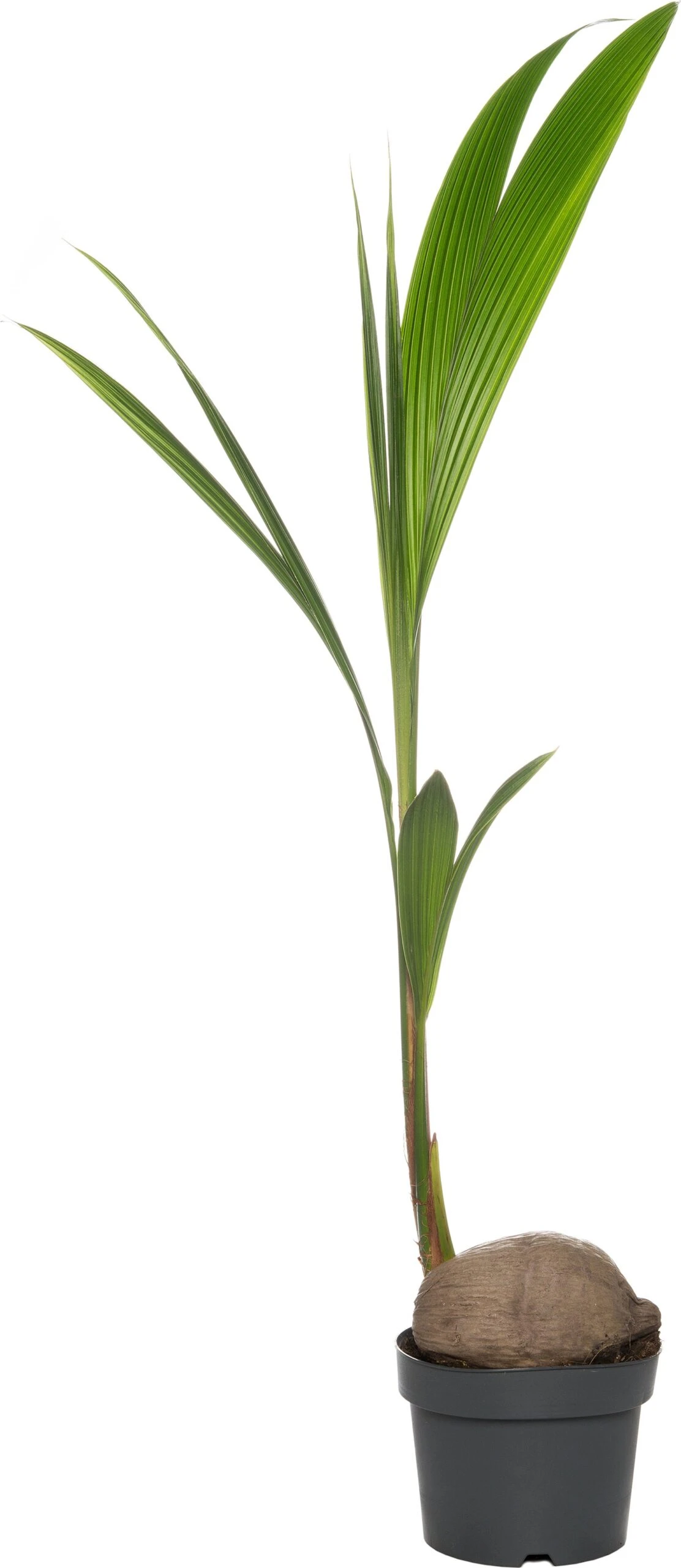 Kokospalm (Cocos Nucifera) D 19 H 120 Cm 1 Kokospalm (Cocos Nucifera) D 19 H 120 Cm
