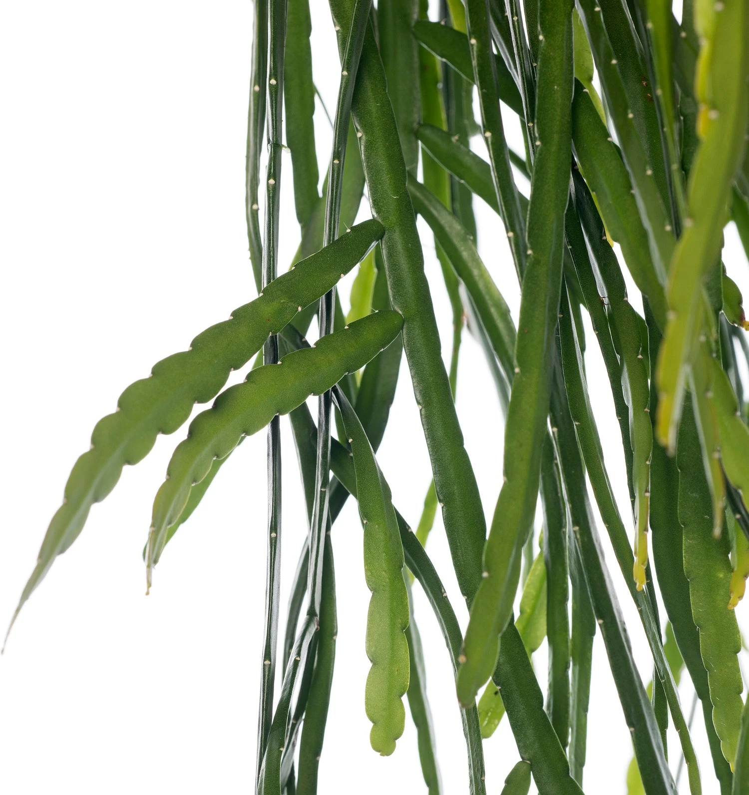 Bladcactus In Hangpot (Lepismium Bolivianum) D 21 H 55 Cm 2 Bladcactus In Hangpot (Lepismium Bolivianum) D 21 H 55 Cm - Afbeelding 2