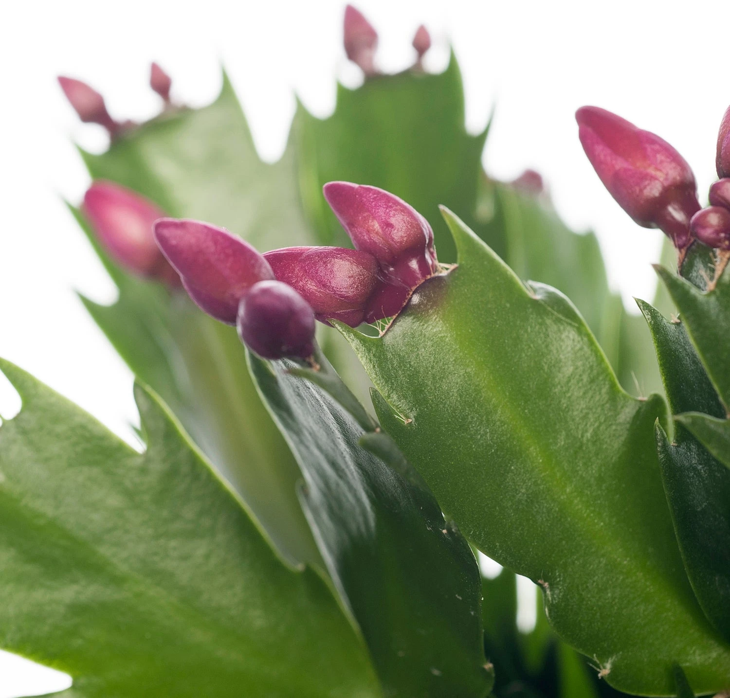 Lidcactus (Schlumbergera) Rood D 13 H 35 Cm 2 Lidcactus (Schlumbergera) Rood D 13 H 35 Cm - Afbeelding 2