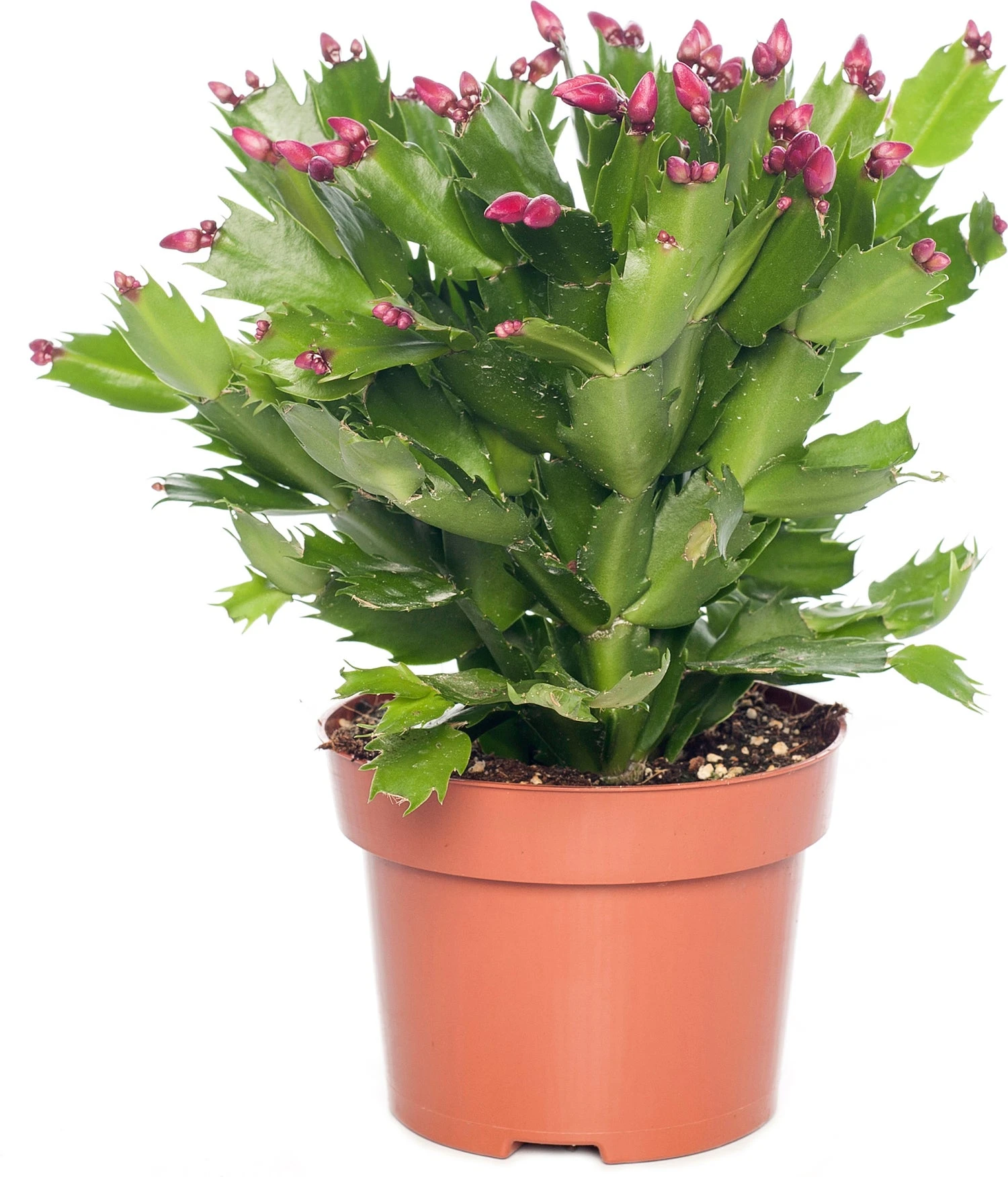 Lidcactus (Schlumbergera) Rood D 13 H 35 Cm 1 Lidcactus (Schlumbergera) Rood D 13 H 35 Cm