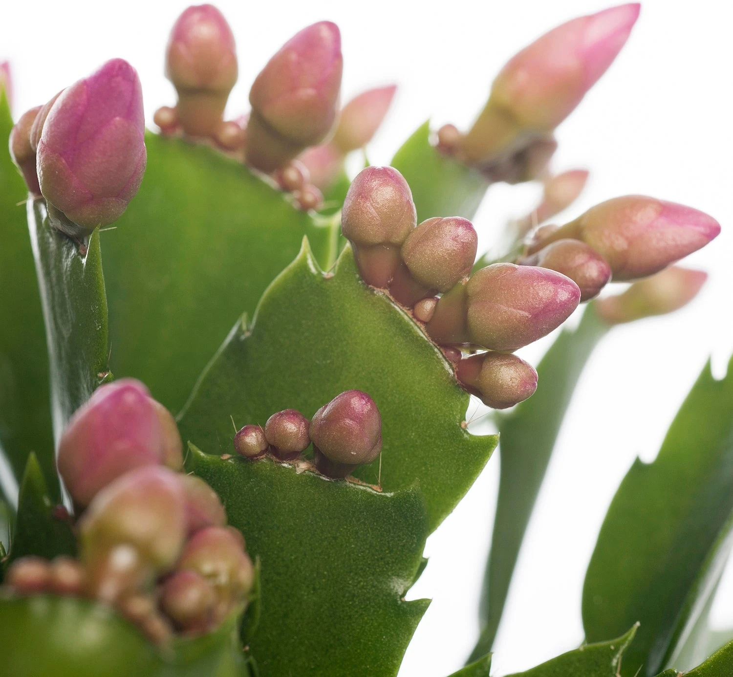 Lidcactus (Schlumbergera) Roze D 13 H 35 Cm 2 Lidcactus (Schlumbergera) Roze D 13 H 35 Cm - Afbeelding 2