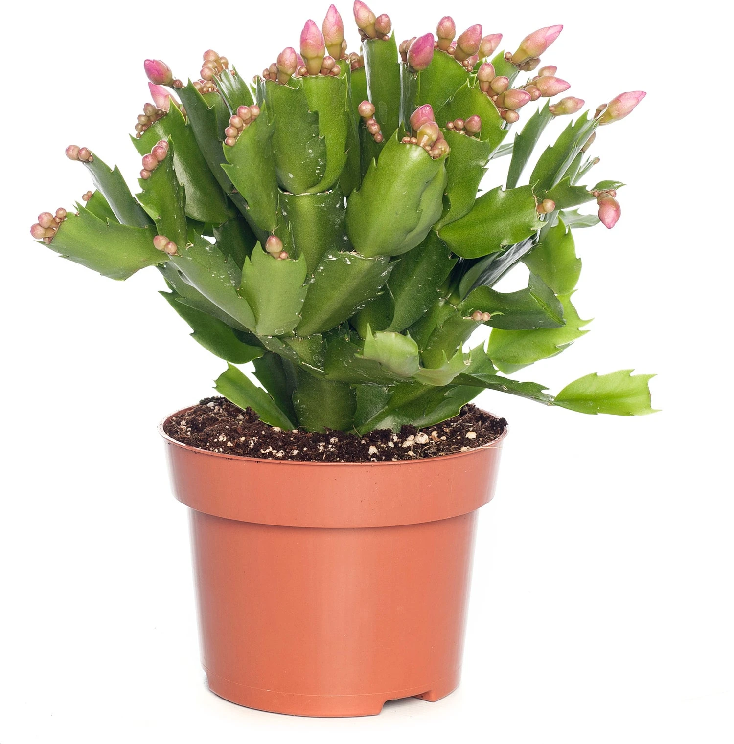 Lidcactus (Schlumbergera) Roze D 13 H 35 Cm 1 Lidcactus (Schlumbergera) Roze D 13 H 35 Cm