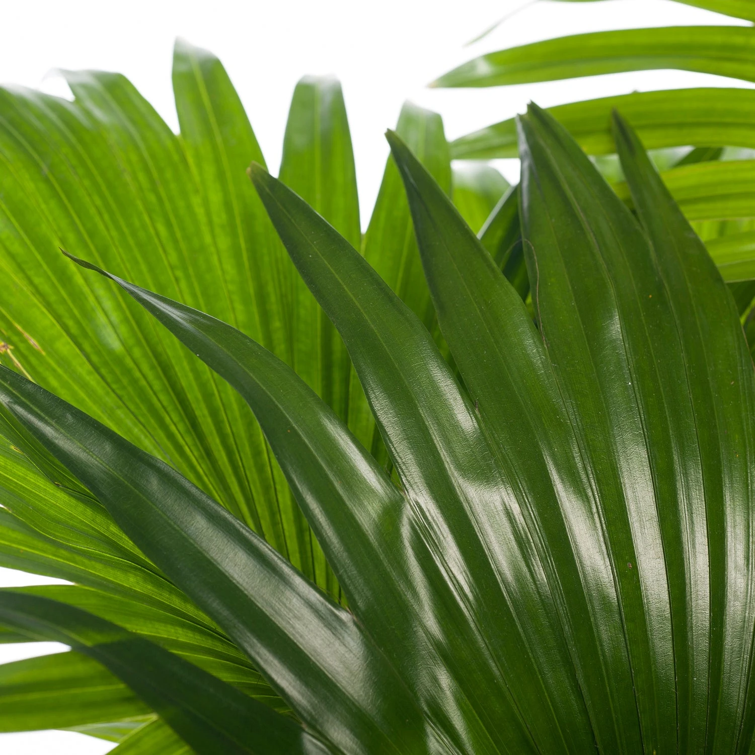 Waaierpalm (Livistona Rotundifolia) D 17 H 60 Cm 2 Waaierpalm (Livistona Rotundifolia) D 17 H 60 Cm - Afbeelding 2