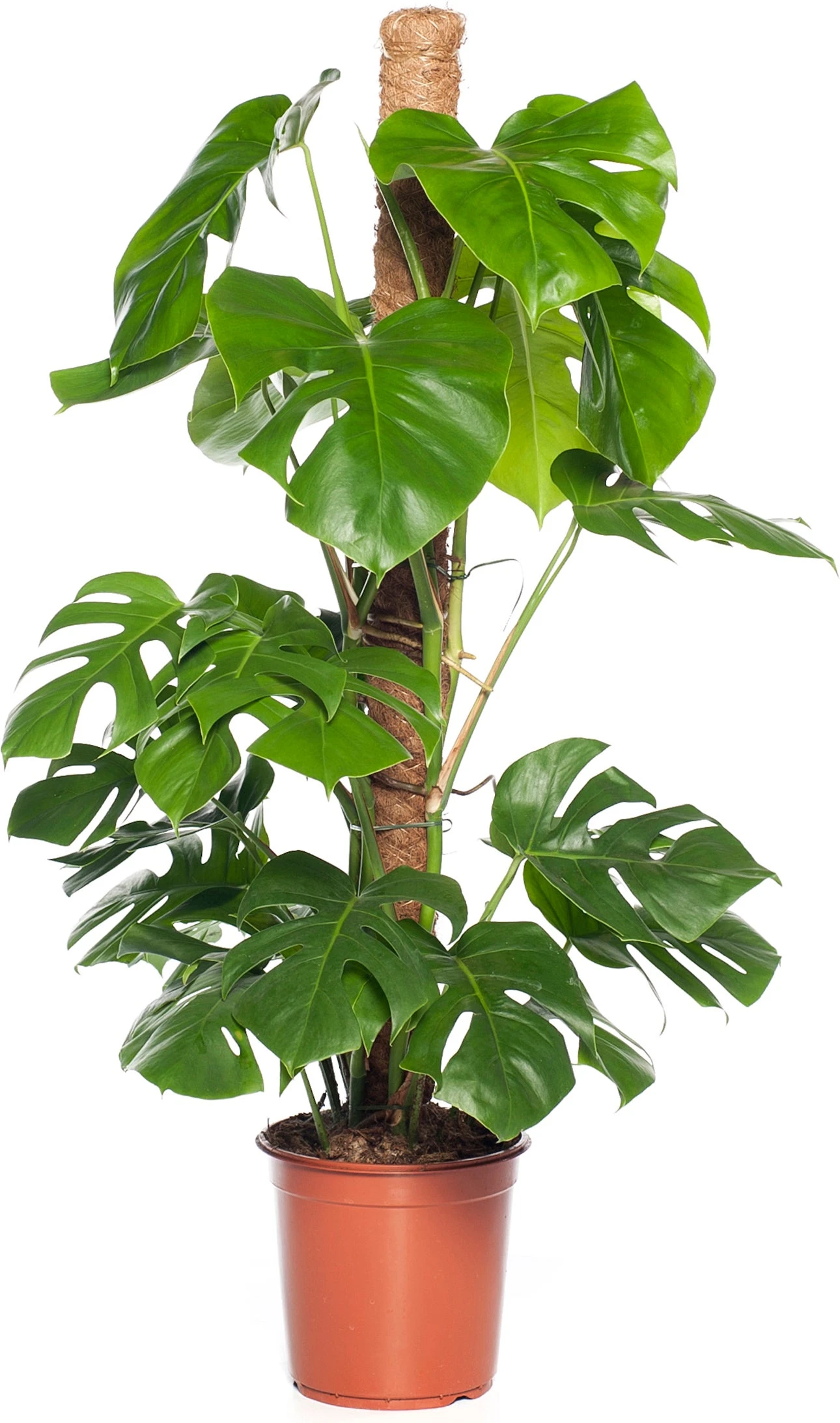 Gatenplant (Monstera Pertusum) D 24 H 110 Cm 1 Gatenplant (Monstera Pertusum) D 24 H 110 Cm
