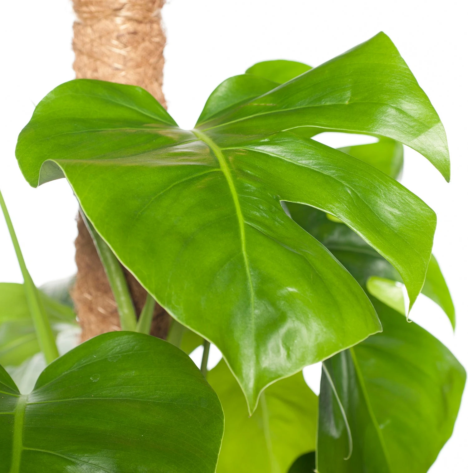 Gatenplant (Monstera Pertusum) D 24 H 110 Cm 2 Gatenplant (Monstera Pertusum) D 24 H 110 Cm - Afbeelding 2