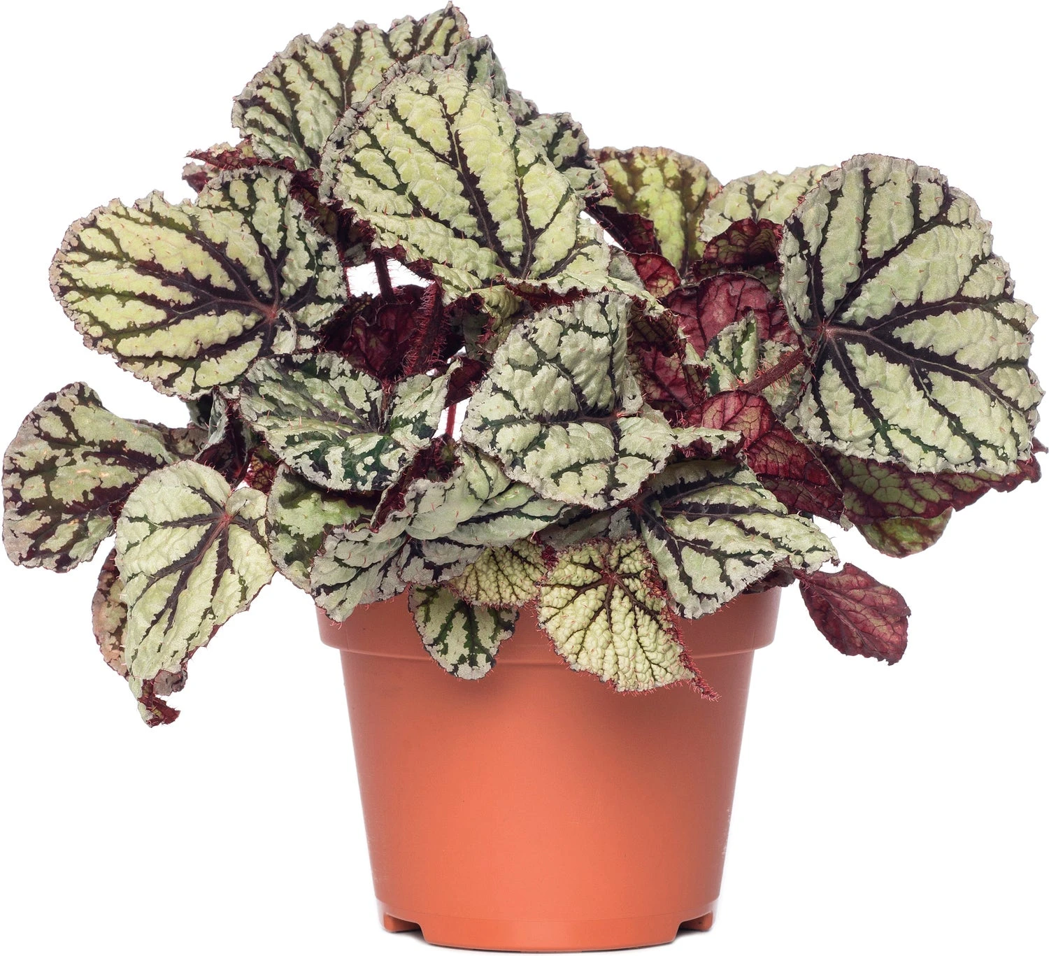 Bladbegonia (Begonia Rex (MC) 'Fedor') D 13 H 20 Cm 1 Bladbegonia (Begonia Rex (MC) 'Fedor') D 13 H 20 Cm