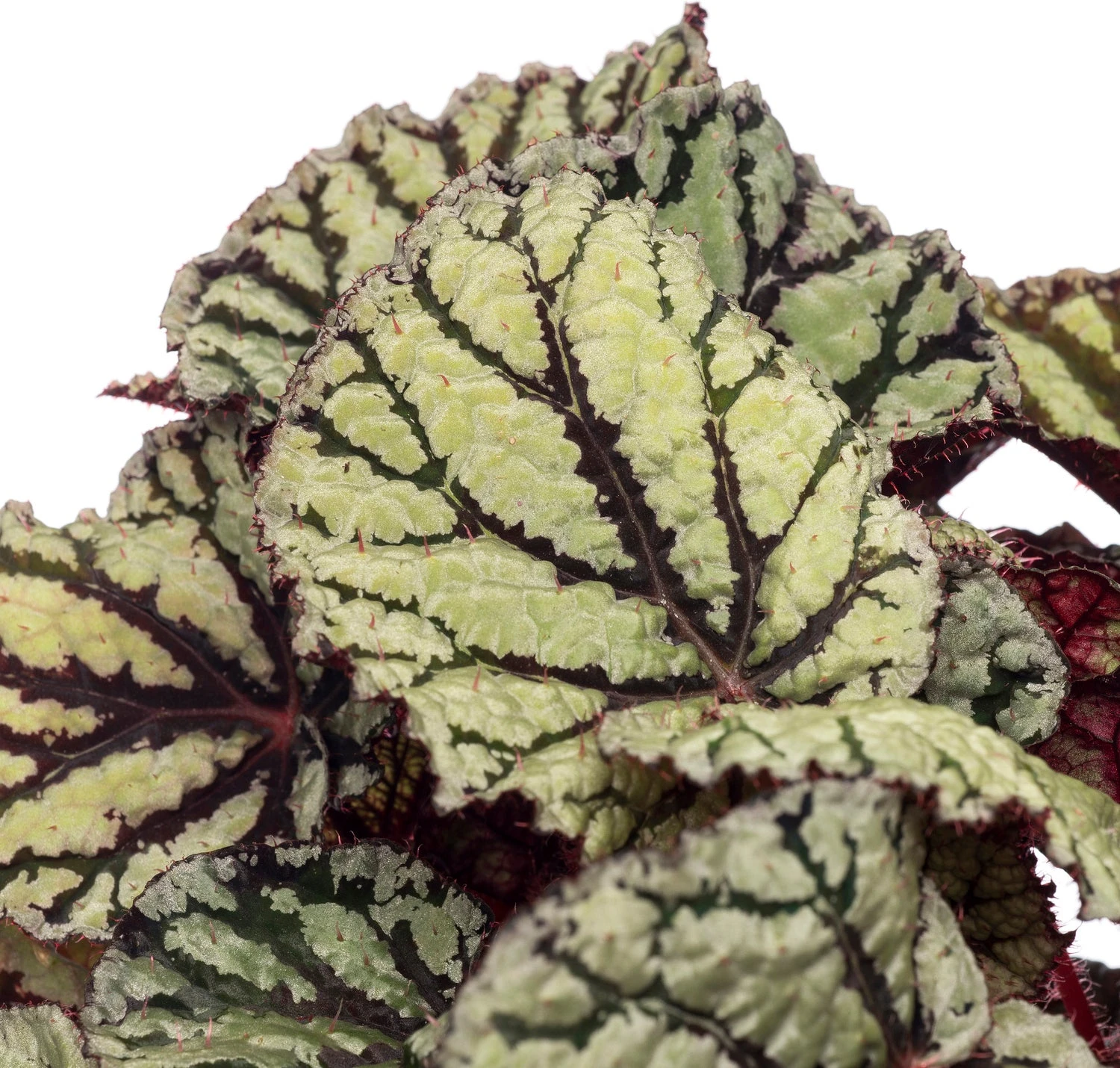 Bladbegonia (Begonia Rex (MC) 'Fedor') D 13 H 20 Cm 2 Bladbegonia (Begonia Rex (MC) 'Fedor') D 13 H 20 Cm - Afbeelding 2