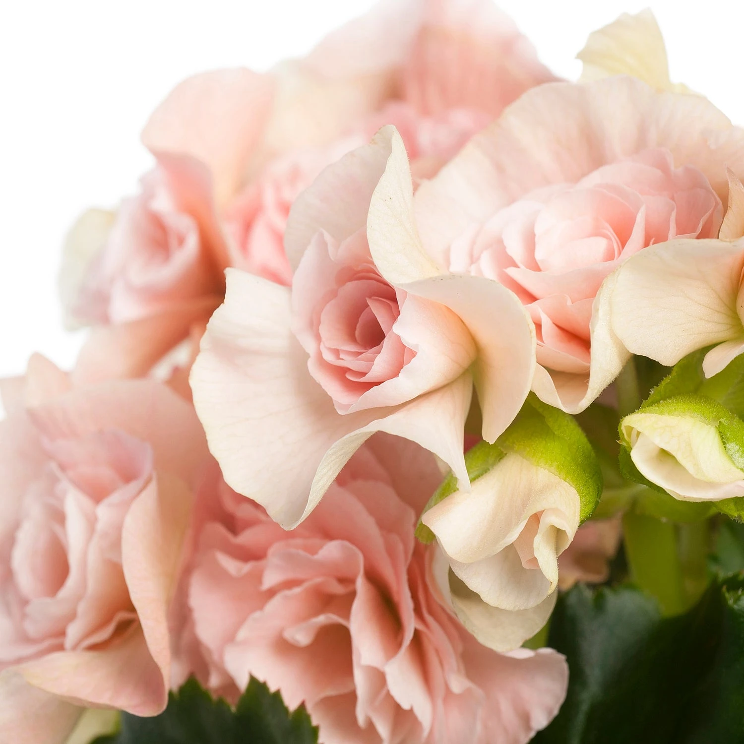 Begonia (Begonia Elatior 'Bodinia Light') D 14 H 30 Cm 2 Begonia (Begonia Elatior 'Bodinia Light') D 14 H 30 Cm - Afbeelding 2