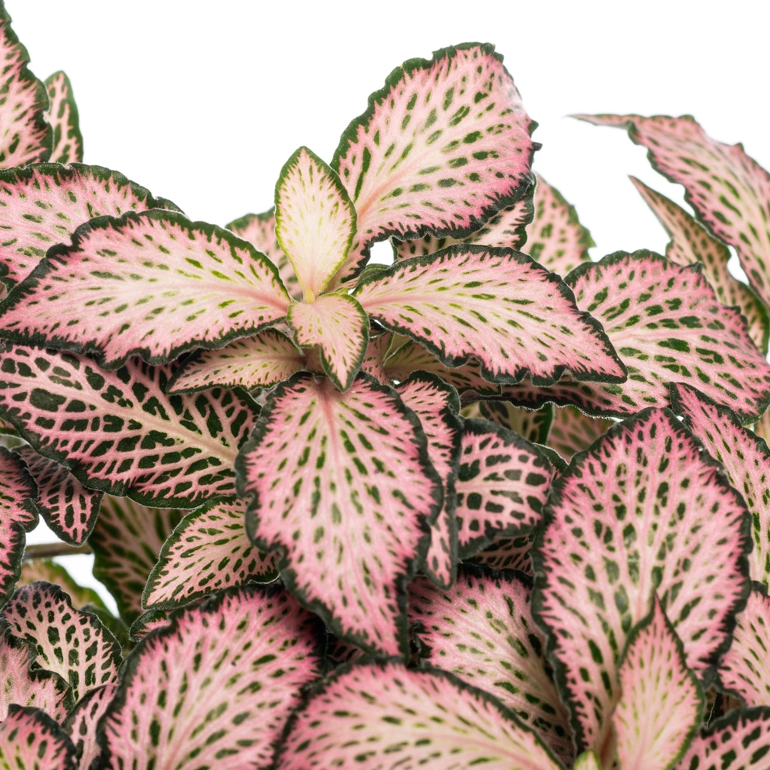 Mozaïekplant (Fittonia Mosaic 'Pink Forest Flame') D 12 H 15 Cm 2 Mozaïekplant (Fittonia Mosaic 'Pink Forest Flame') D 12 H 15 Cm - Afbeelding 2