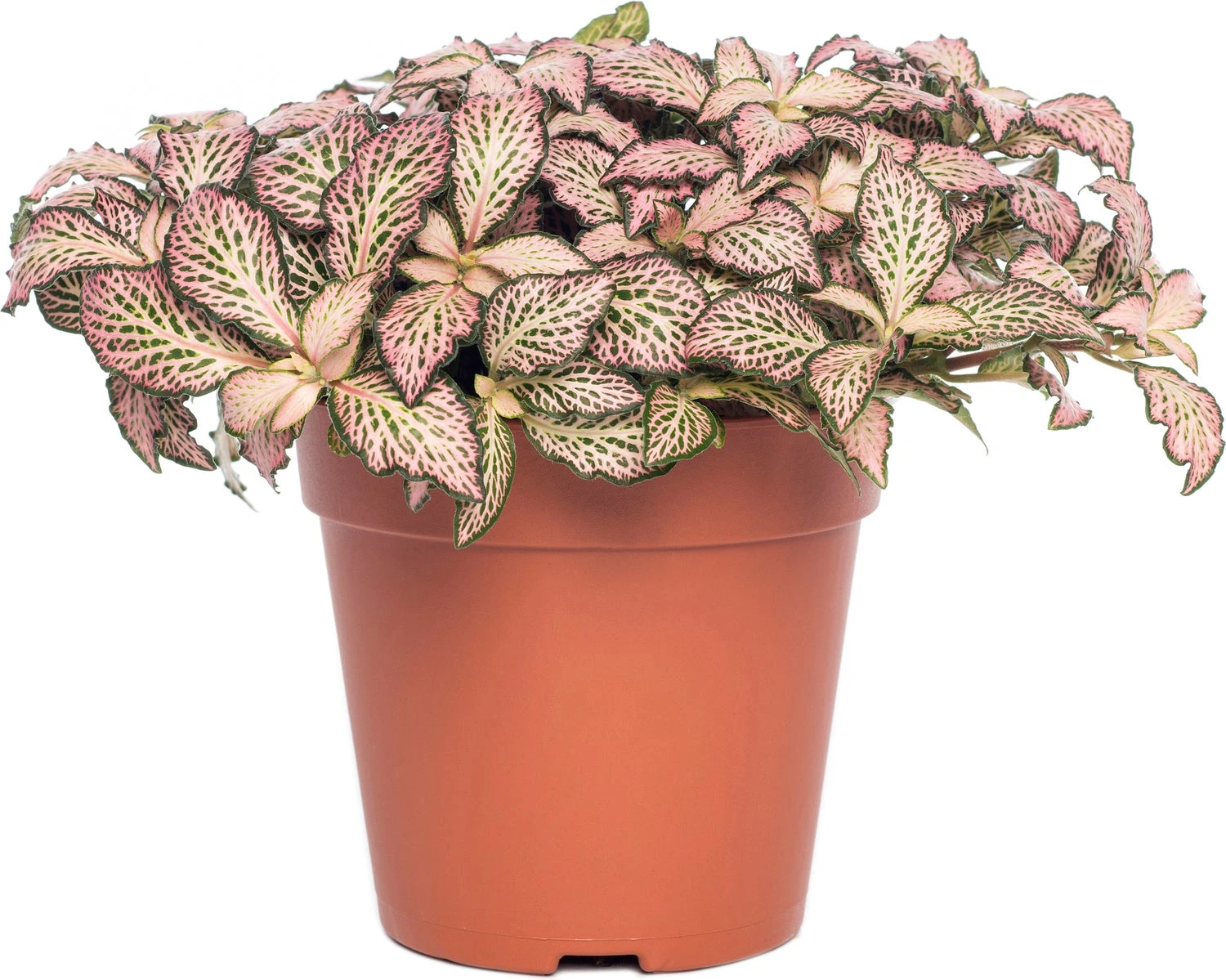 Mozaïekplant (Fittonia Mosaic 'Pink Forest Flame') D 12 H 15 Cm 1 Mozaïekplant (Fittonia Mosaic 'Pink Forest Flame') D 12 H 15 Cm
