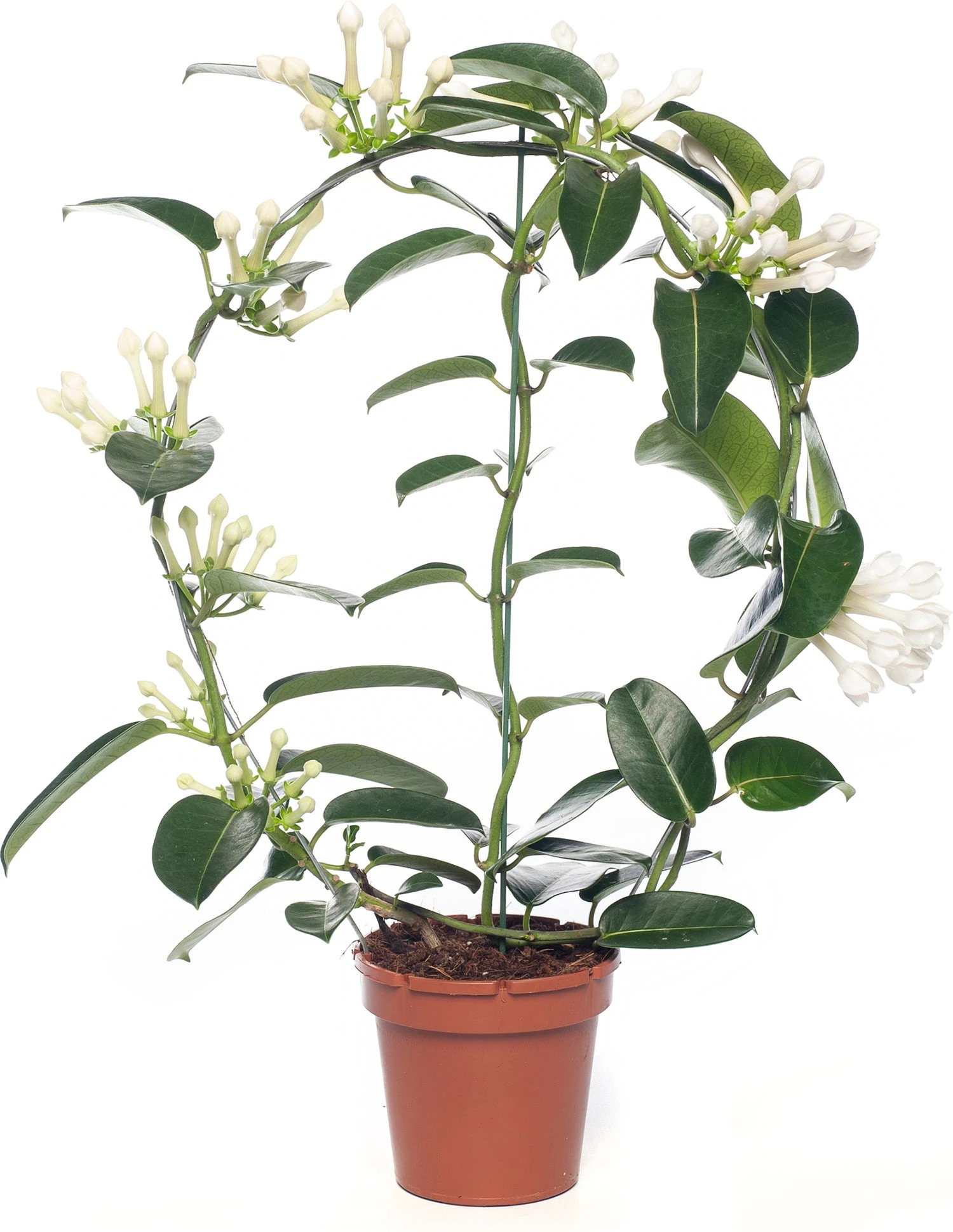 Bruidsbloem (Stephanotis Floribunda) D 12 H 55 Cm 1 Bruidsbloem (Stephanotis Floribunda) D 12 H 55 Cm