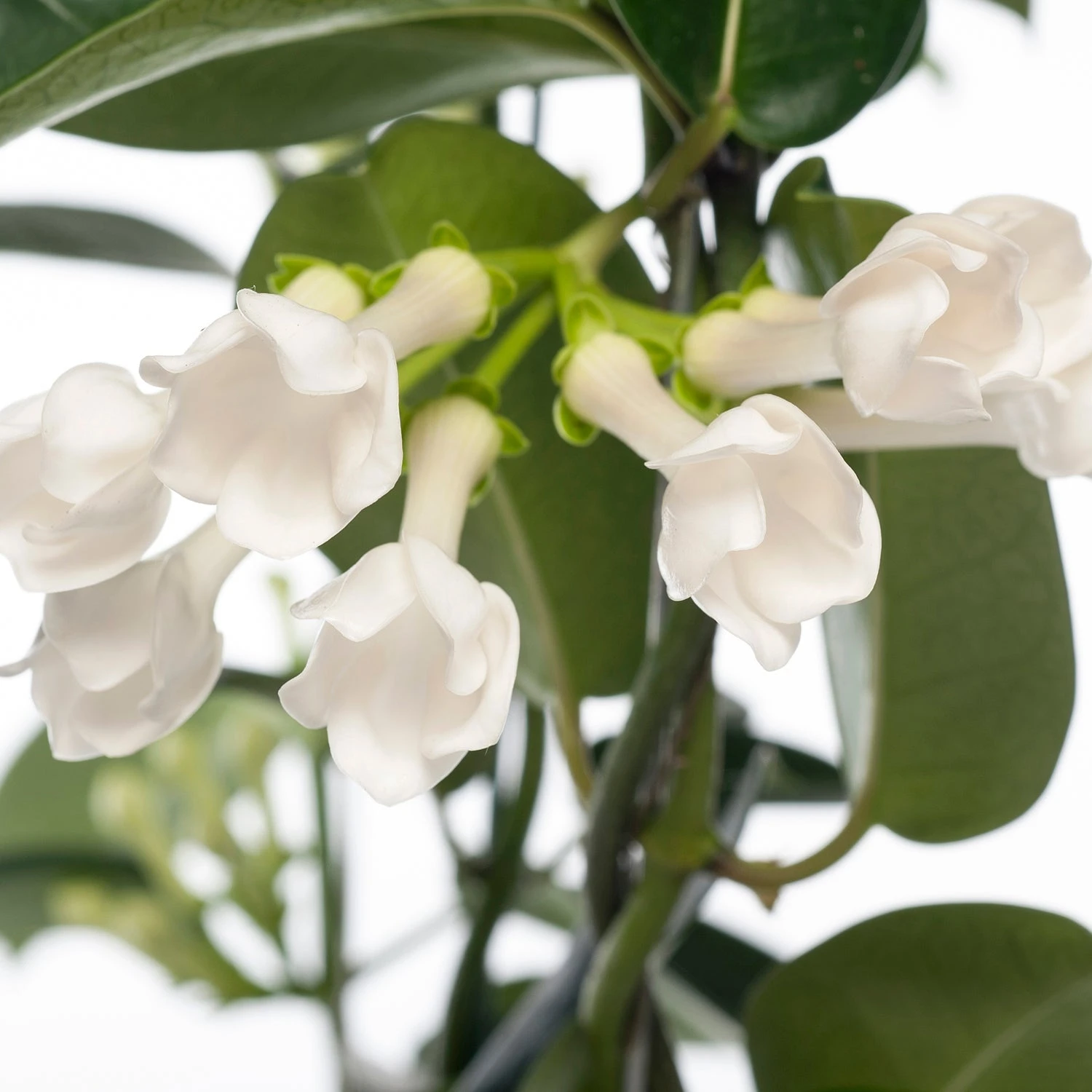 Bruidsbloem (Stephanotis Floribunda) D 12 H 55 Cm 2 Bruidsbloem (Stephanotis Floribunda) D 12 H 55 Cm - Afbeelding 2