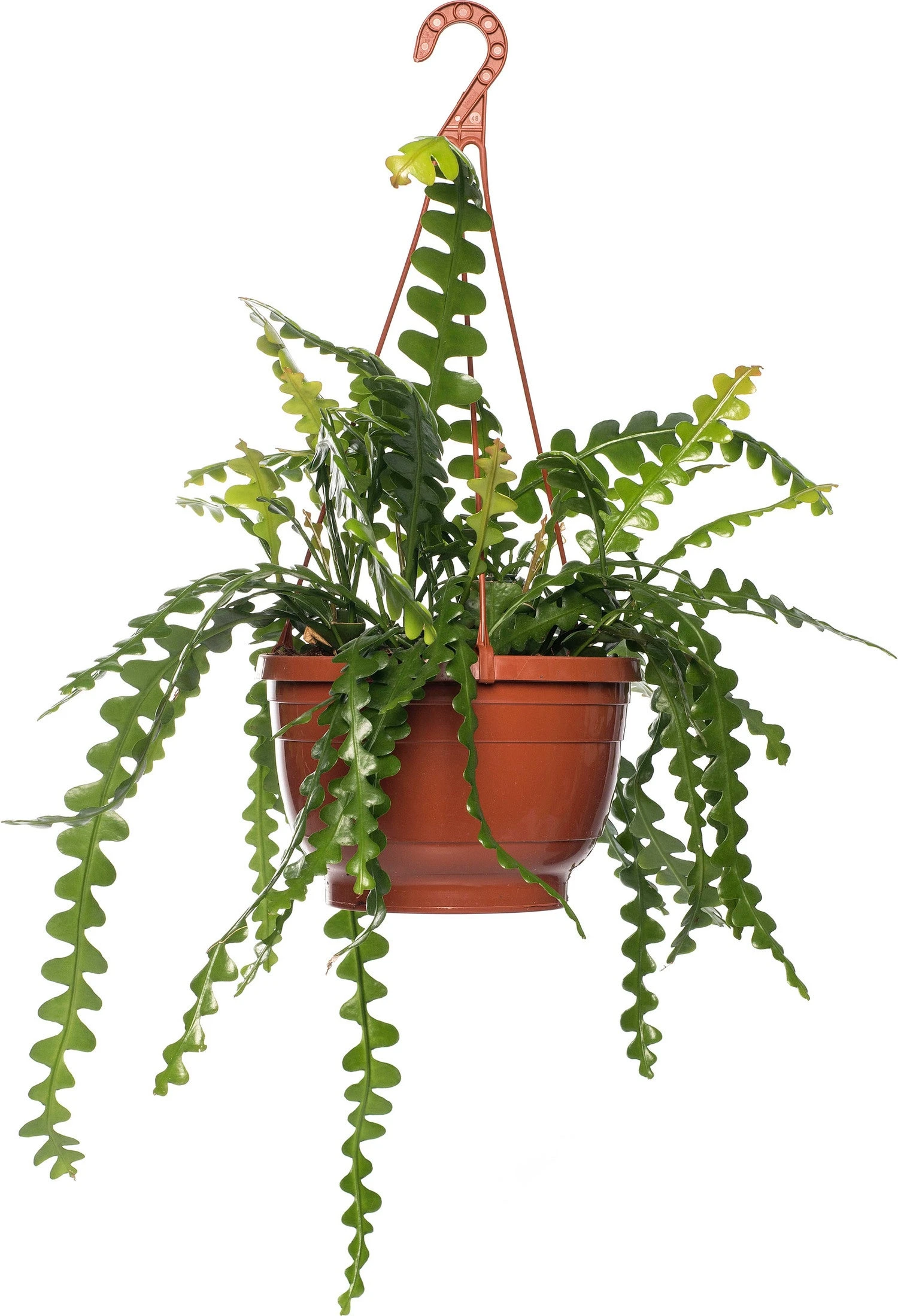 Zaagcactus (Epiphyllum Anguliger) D 14 H 30 Cm 1 Zaagcactus (Epiphyllum Anguliger) D 14 H 30 Cm