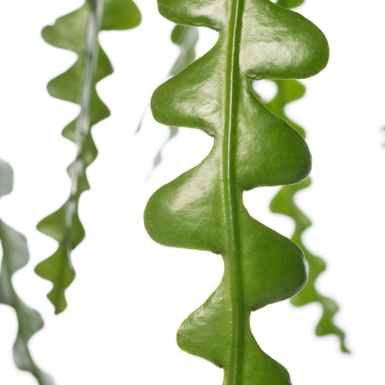 Zaagcactus (Epiphyllum Anguliger) D 14 H 30 Cm 2 Zaagcactus (Epiphyllum Anguliger) D 14 H 30 Cm - Afbeelding 2