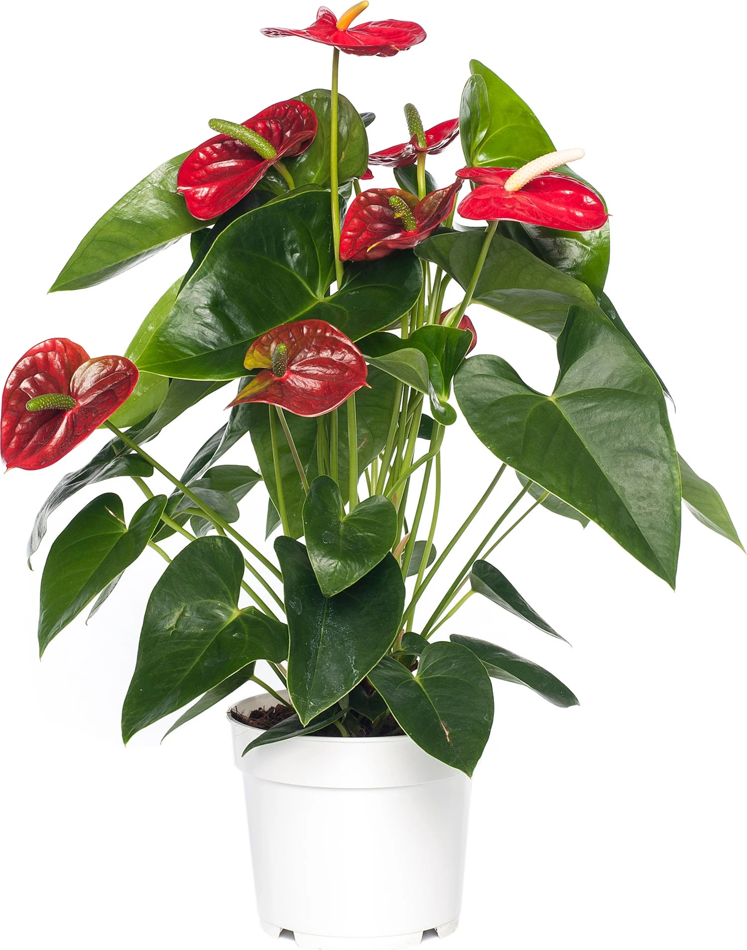 Flamingoplant (Anthurium Andreanum 'Red Champion') D 17 H 55 Cm 1 Flamingoplant (Anthurium Andreanum 'Red Champion') D 17 H 55 Cm