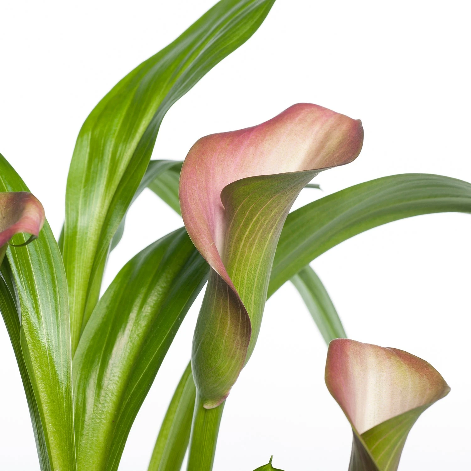 Aronskelk (Zantedeschia 'Garnet Glow Hotpink') D 11 H 30 Cm 2 Aronskelk (Zantedeschia 'Garnet Glow Hotpink') D 11 H 30 Cm - Afbeelding 2