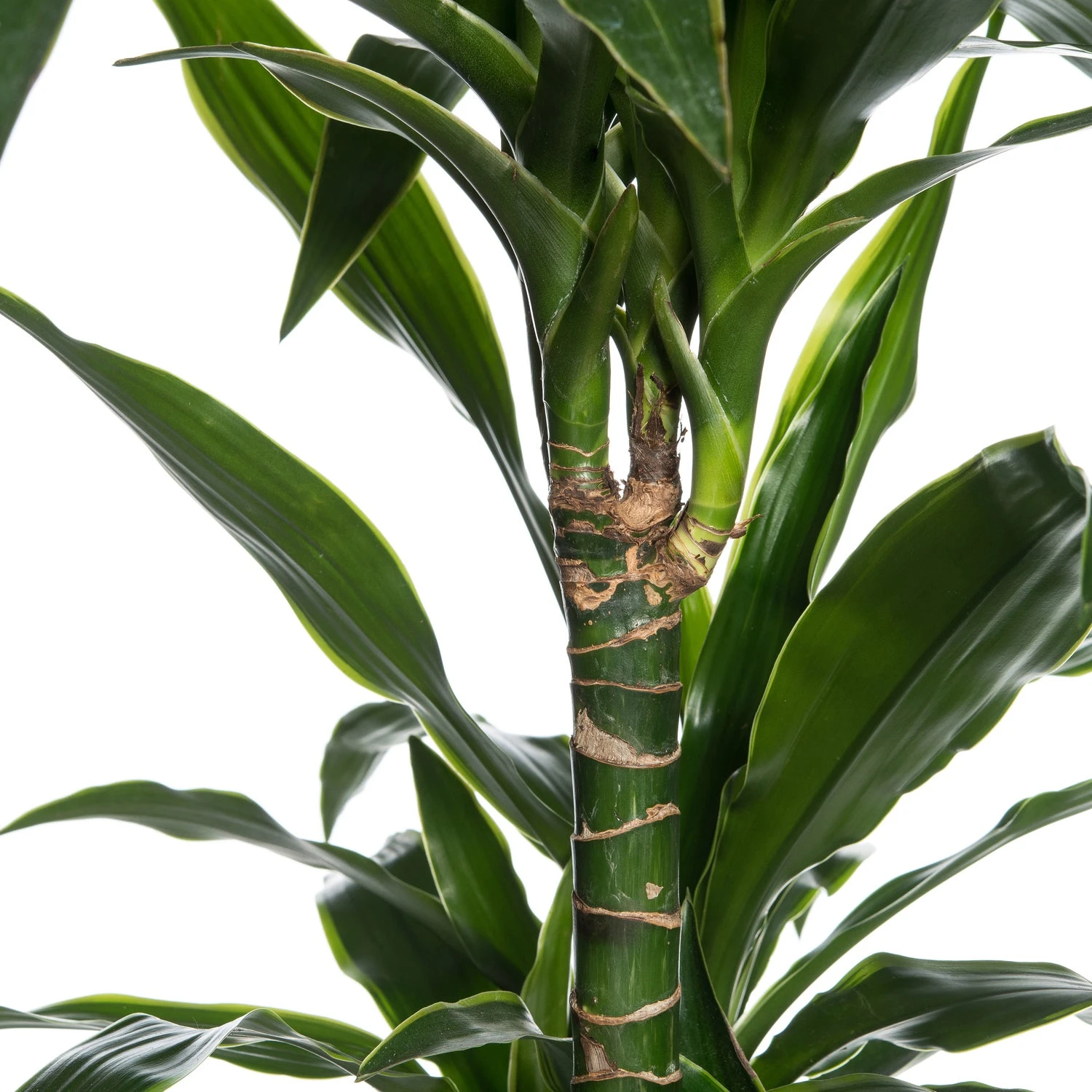 Drakenbloedboom (Dracaena Fragrans 'Art') D 21 H 120 Cm 2 Drakenbloedboom (Dracaena Fragrans 'Art') D 21 H 120 Cm - Afbeelding 2