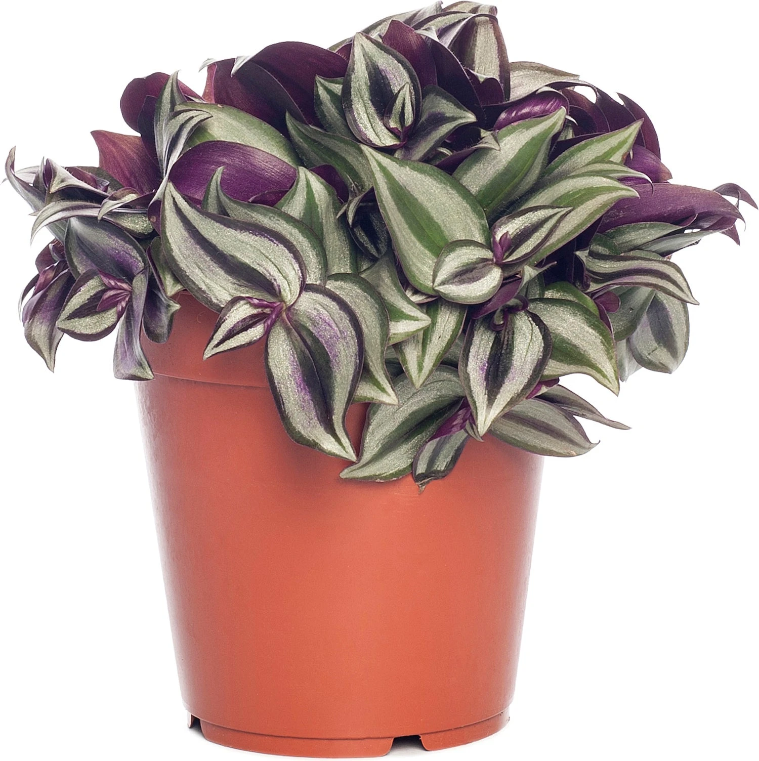 Vaderplant (Tradescantia Zebrina) D 12 H 20 Cm 1 Vaderplant (Tradescantia Zebrina) D 12 H 20 Cm