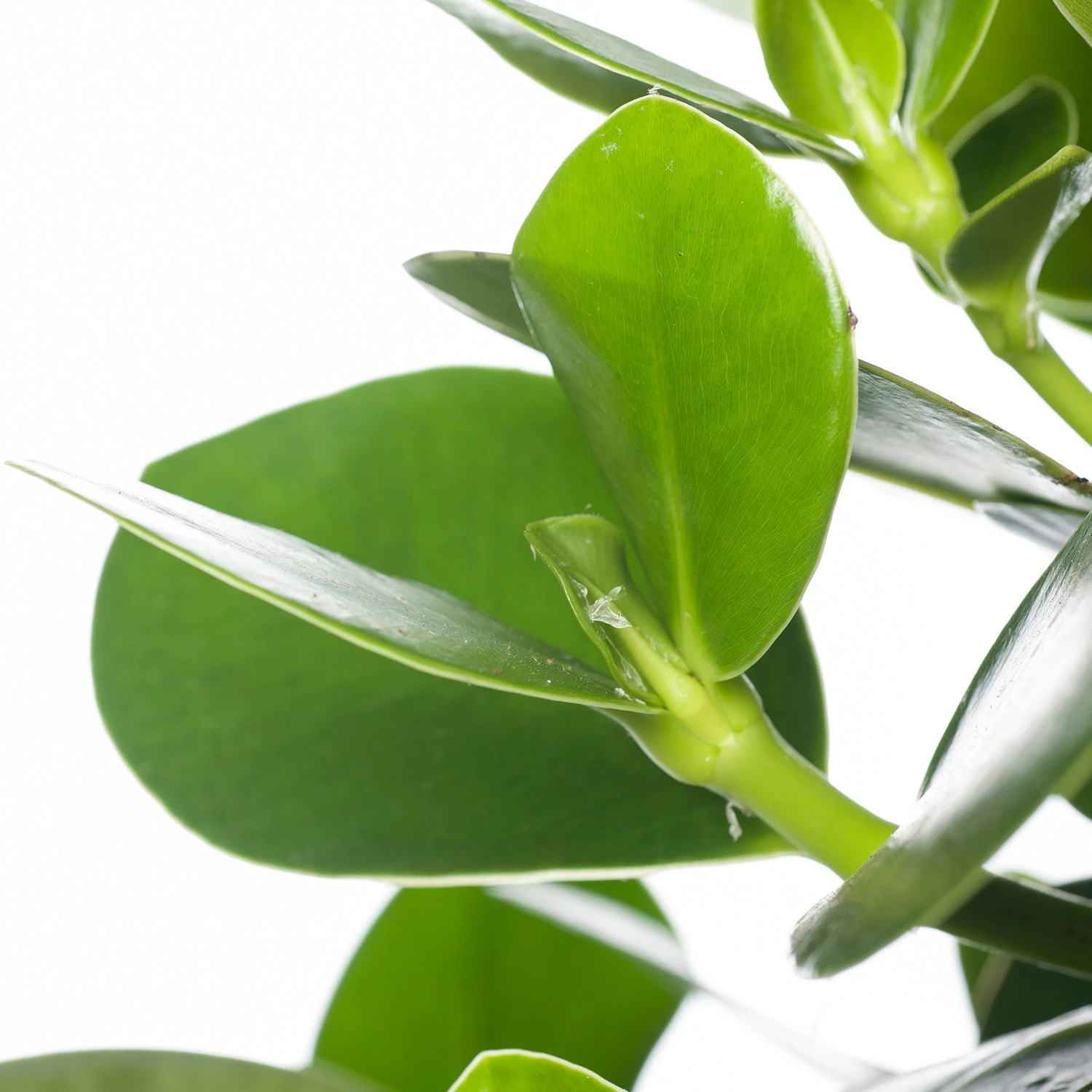 Clusia (Clusia Rosea 'Princess') D 17 H 55 Cm 2 Clusia (Clusia Rosea 'Princess') D 17 H 55 Cm - Afbeelding 2