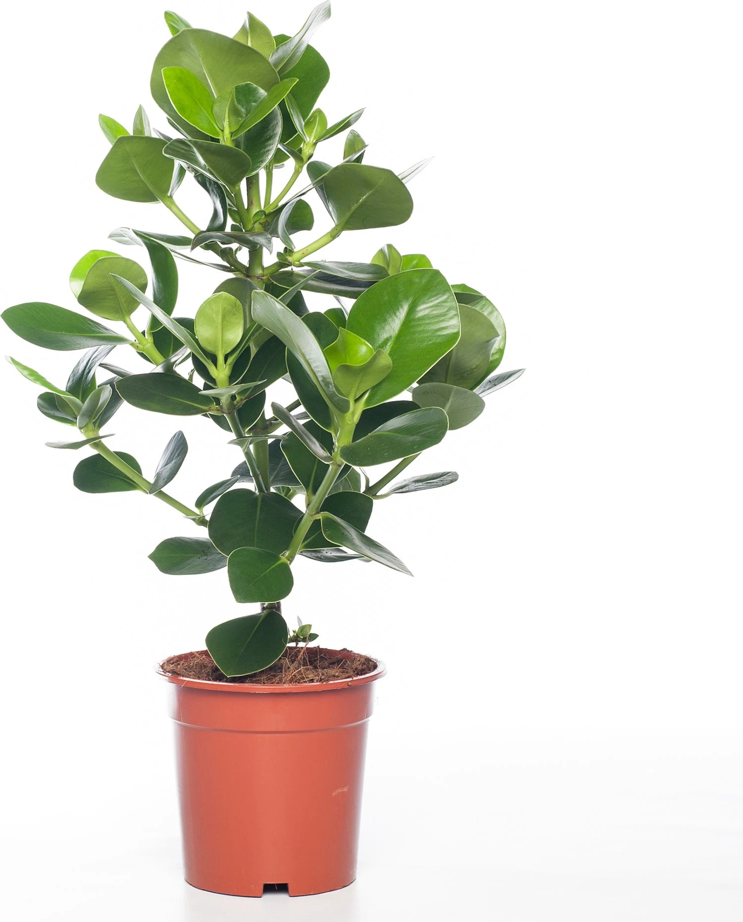 Clusia (Clusia Rosea 'Princess') D 17 H 55 Cm 1 Clusia (Clusia Rosea 'Princess') D 17 H 55 Cm