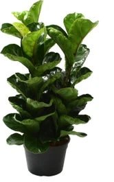 Vioolbladplant (Ficus Lyrata 'Bambino') D 20 H 50 Cm 1 Vioolbladplant (Ficus Lyrata 'Bambino') D 20 H 50 Cm