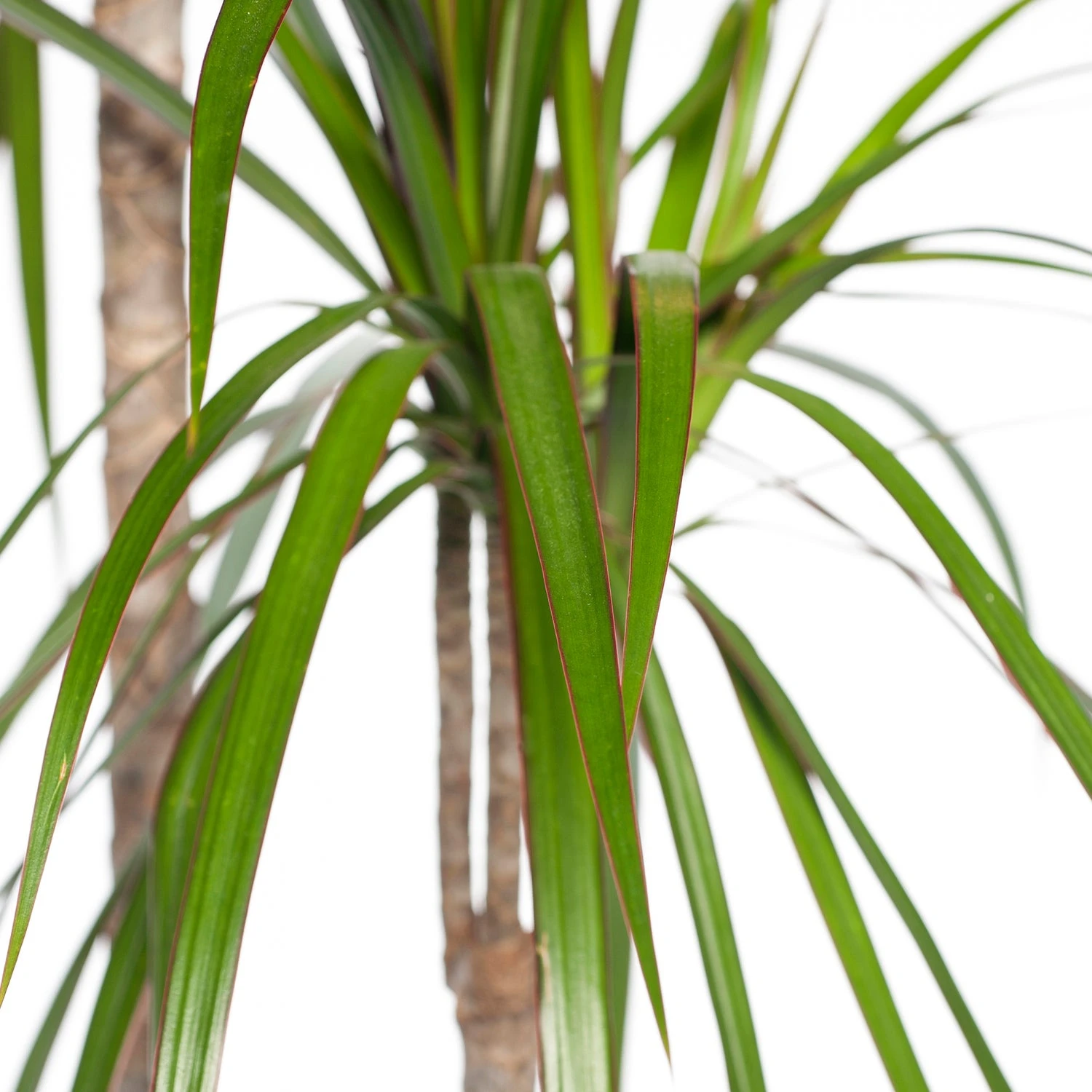 Drakenbloedboom (Dracaena Marginata) D 27 H 170 Cm 2 Drakenbloedboom (Dracaena Marginata) D 27 H 170 Cm - Afbeelding 2