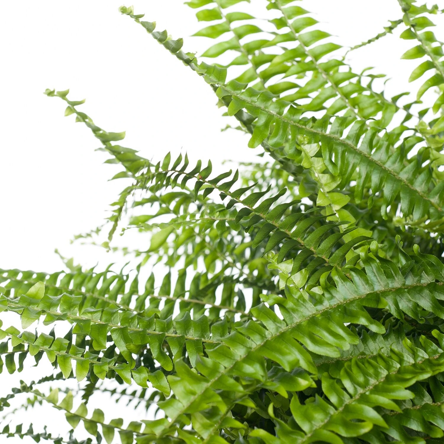 Krulvaren (Nephrolepis Exaltata 'Green Lady') D 19 H 50 Cm 2 Krulvaren (Nephrolepis Exaltata 'Green Lady') D 19 H 50 Cm - Afbeelding 2