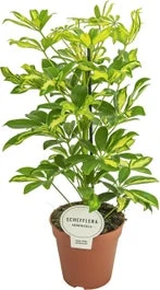 Vingersboom (Schefflera Arboricola 'Gerda') D 13 H 45 Cm