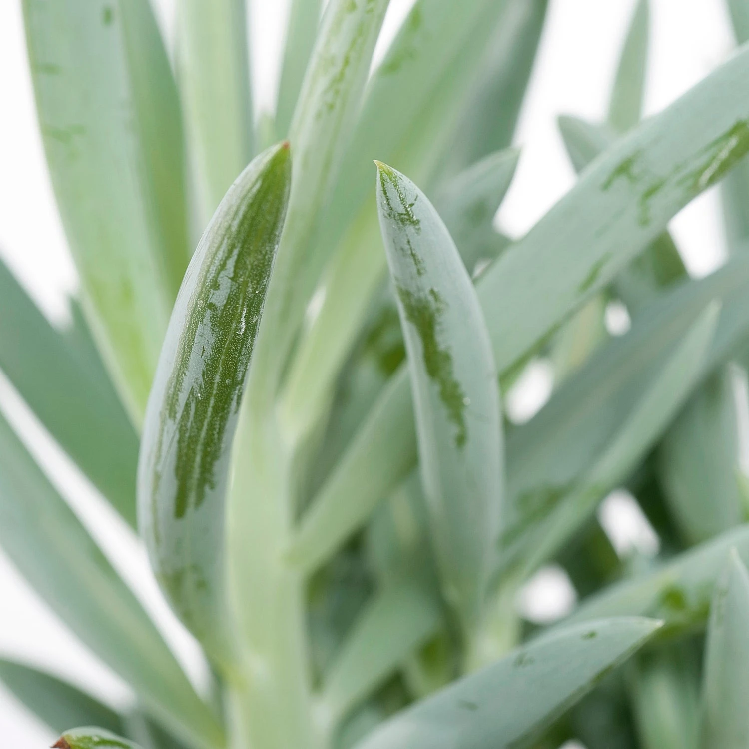 Kruiskruid (Senecio 'Mount Everest') D 12 H 24 Cm 2 Kruiskruid (Senecio 'Mount Everest') D 12 H 24 Cm - Afbeelding 2