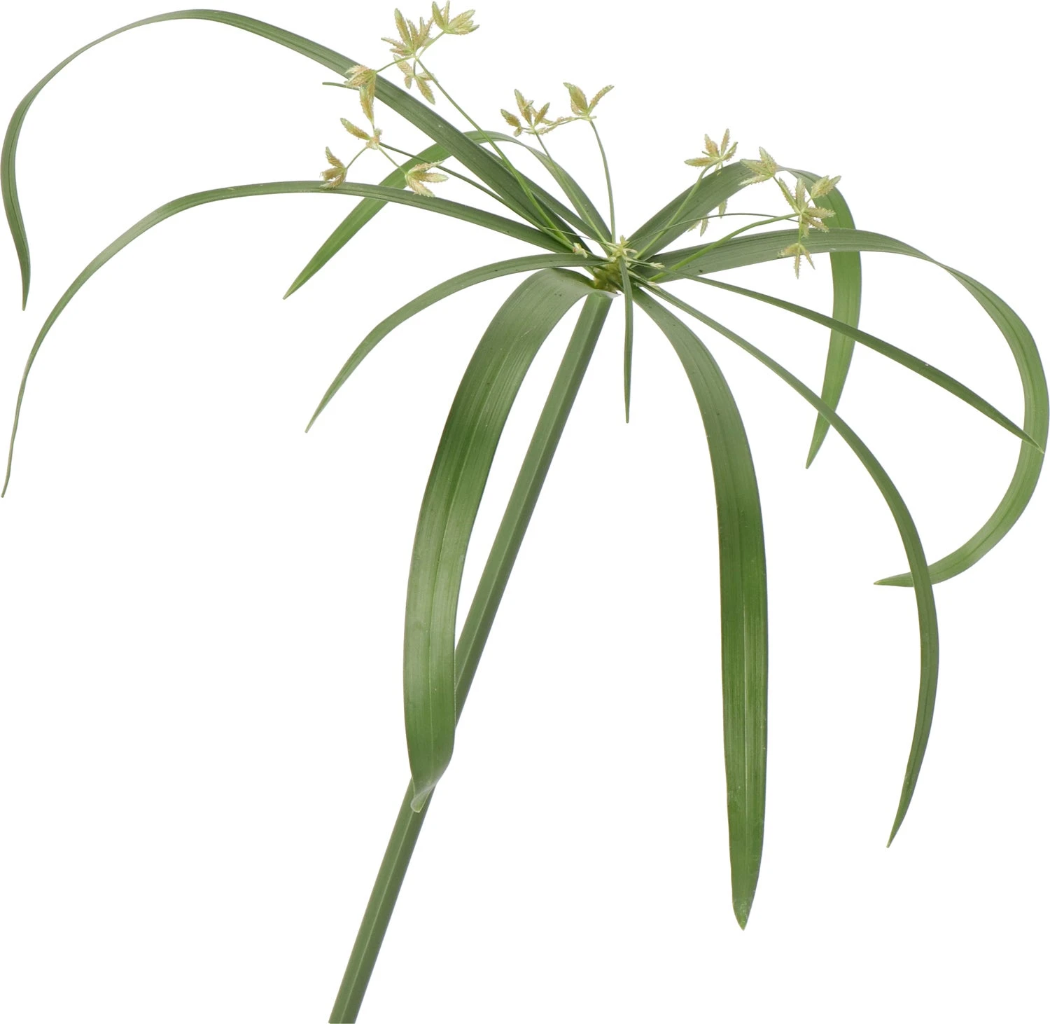 Parapluplant (Cyperus Glaber) D 23 H 140 Cm 2 Parapluplant (Cyperus Glaber) D 23 H 140 Cm - Afbeelding 2