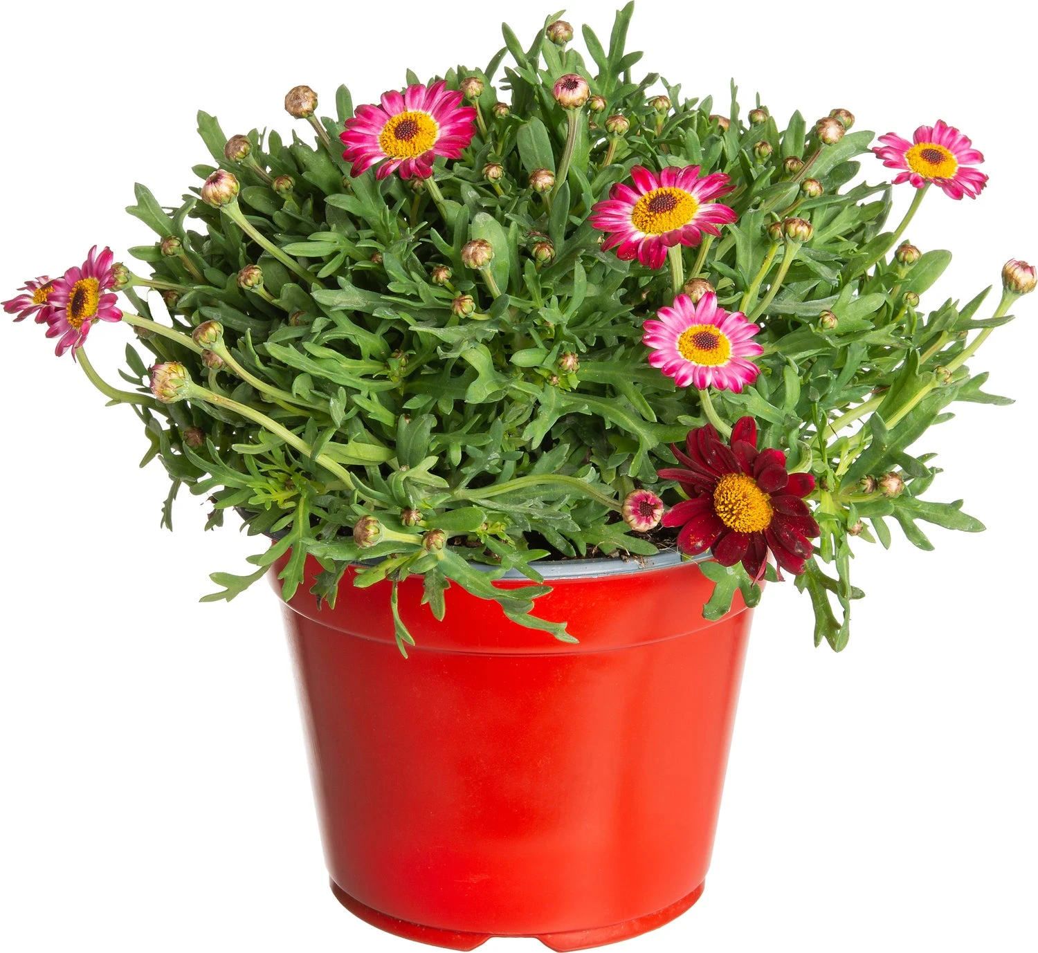 Struikmargriet (Argyranthemum Frutescens) Rood D 14 H 25 Cm 1 Struikmargriet (Argyranthemum Frutescens) Rood D 14 H 25 Cm