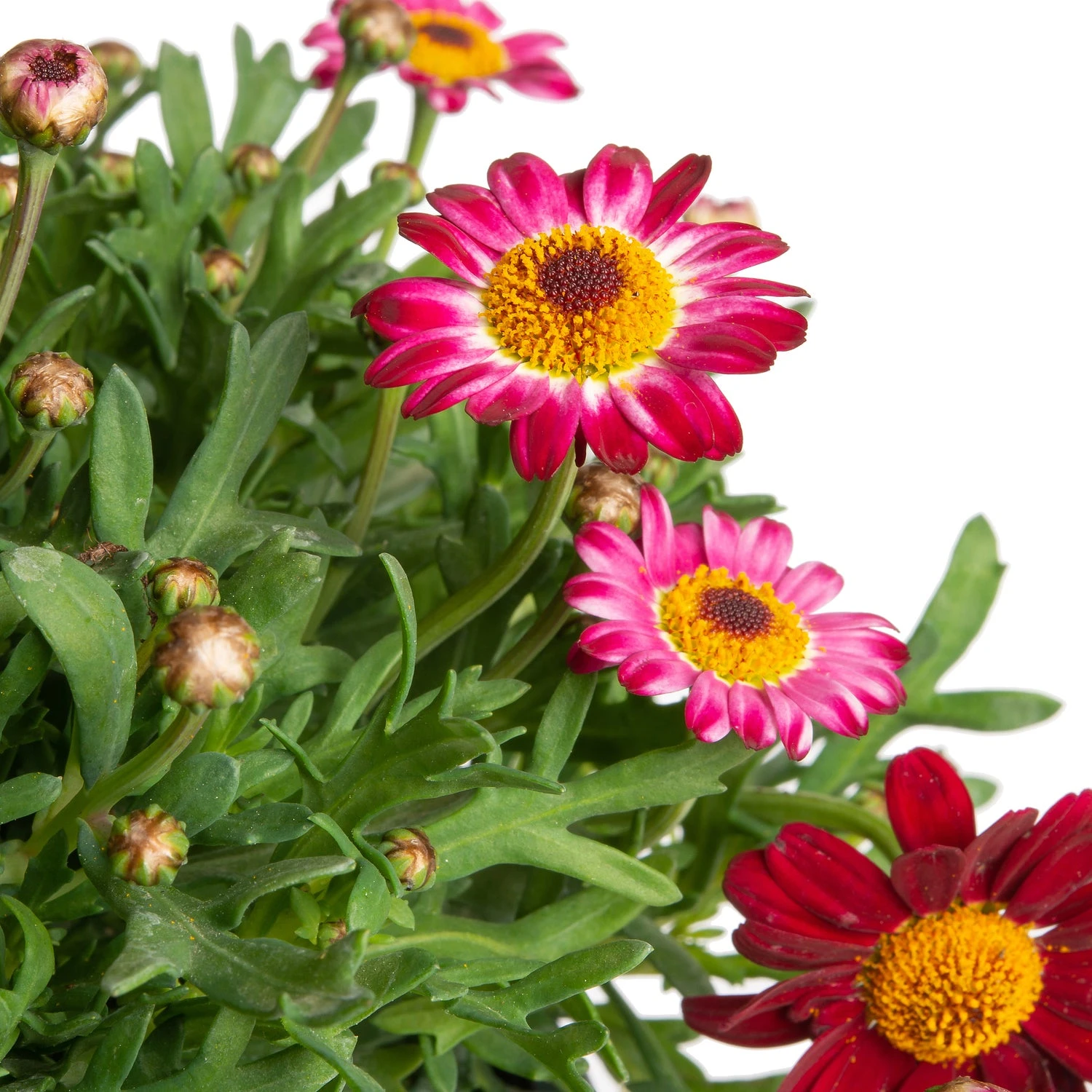 Struikmargriet (Argyranthemum Frutescens) Rood D 14 H 25 Cm 2 Struikmargriet (Argyranthemum Frutescens) Rood D 14 H 25 Cm - Afbeelding 2