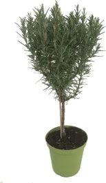 Rozemarijn Op Stam (Rosmarinus Officinalis) D 14 H 40 Cm 1 Rozemarijn Op Stam (Rosmarinus Officinalis) D 14 H 40 Cm