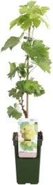 Biologische Pitloze Witte Druif (Vitis Vinifera Centennial Seedless') D 19 H 55 Cm
