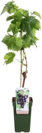 Biologische Blauwe Druif (Vitis Vinifera 'Mitschurinski') D 19 H 55 Cm
