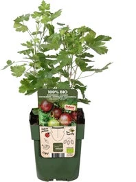 Intratuin Biologische Kruisbes (Ribes Uva Crispa 'Easycrisp Lady Late') D 13 H 45 Cm