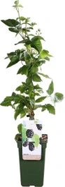 Doornloze Braam (Rubus Fruticosus 'Black Satin') D 19 H 55 Cm