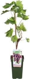 Blauwe Druif (Vitis Vinifera 'Regent') D 19 H 55 Cm
