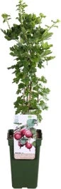 Intratuin Biologische Kruisbes (Ribes Uva Crispa 'Captivator') D 19 H 55 Cm