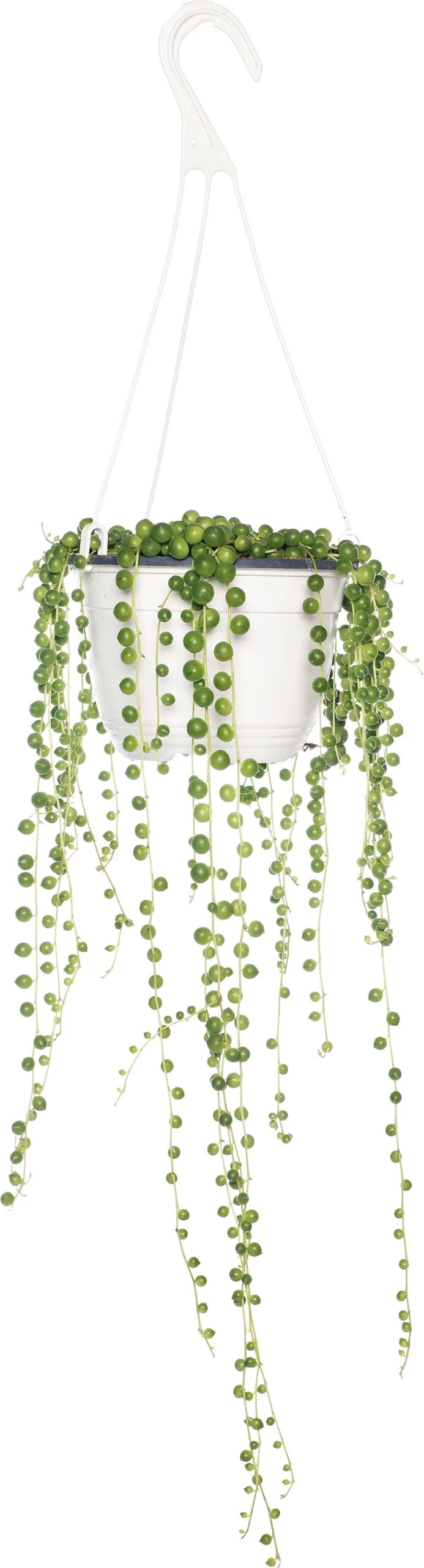 Erwtenplant (Senecio Rowleyanus) D 15 H 20 Cm 1 Erwtenplant (Senecio Rowleyanus) D 15 H 20 Cm