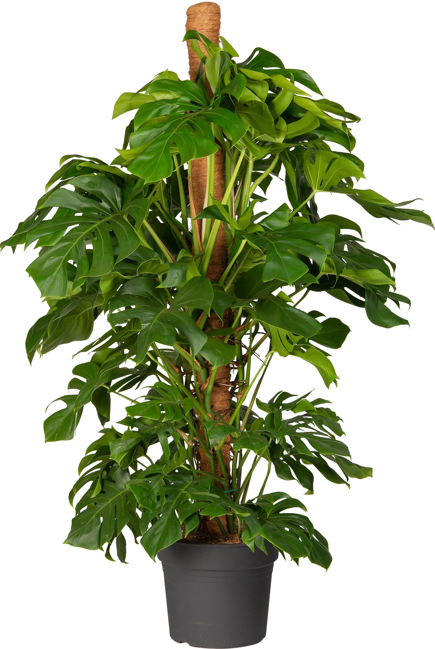 Gatenplant Met Mosstok (Monstera Pertusum) D 33 H 180 Cm 1 Gatenplant Met Mosstok (Monstera Pertusum) D 33 H 180 Cm