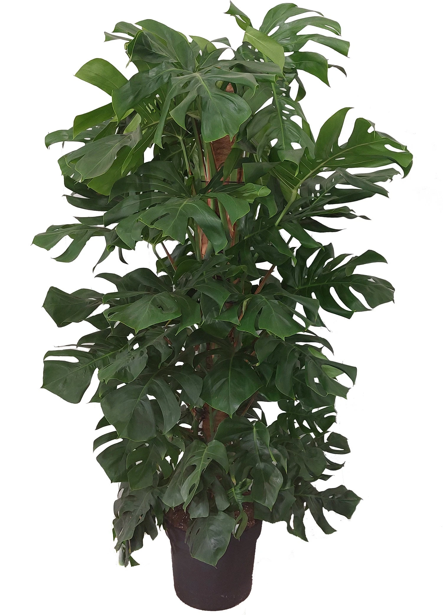 Gatenplant Met Mosstok (Monstera Pertusum) D 33 H 180 Cm 2 Gatenplant Met Mosstok (Monstera Pertusum) D 33 H 180 Cm - Afbeelding 2