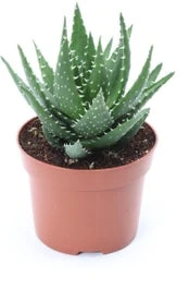 Aloe (Aloe Melanacantha 'Jaws') D 12 H 15 Cm