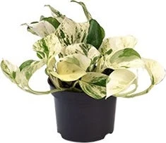 Drakenklimop (Epipremnum Pinnatum 'Happy Leaf') D 12 H 15 Cm