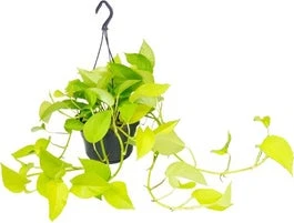 Drakenklimop In Hangpot (Epipremnum Pinnatum 'Golden Pothos') D 15 H 40 Cm 1 Drakenklimop In Hangpot (Epipremnum Pinnatum 'Golden Pothos') D 15 H 40 Cm
